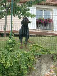 Dog.JPG

620.86 KB 
768 x 1024 
27/08/02
