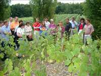 Grapes1.JPG

348.47 KB 
1024 x 768 
25/08/02
