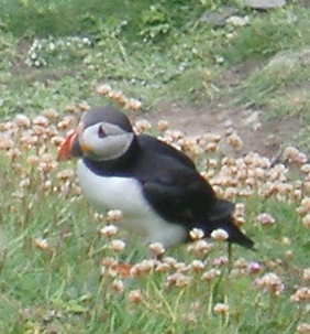 Puffin