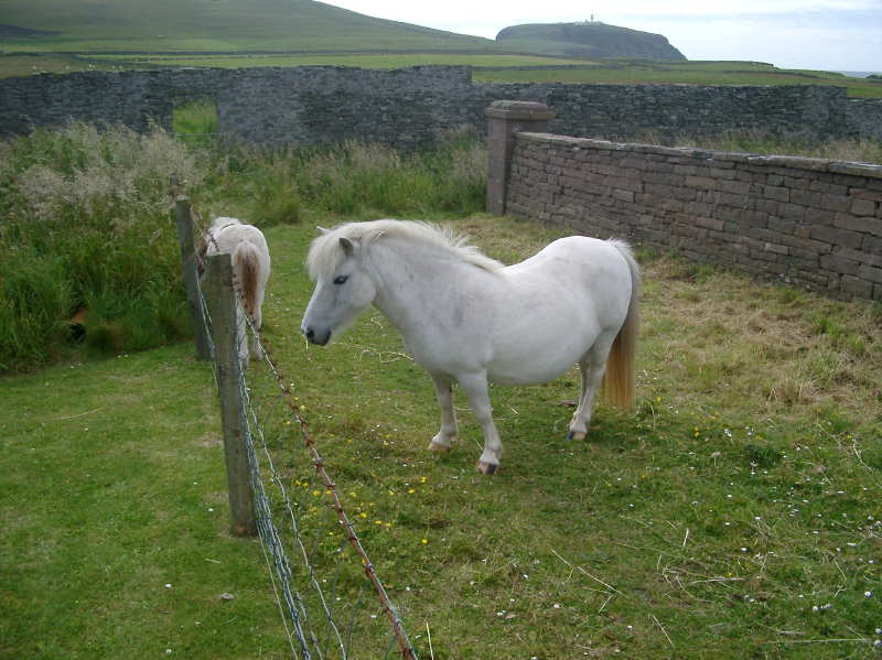 Shetlands05