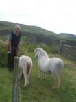 Shetlands04