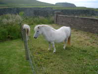 Shetlands05