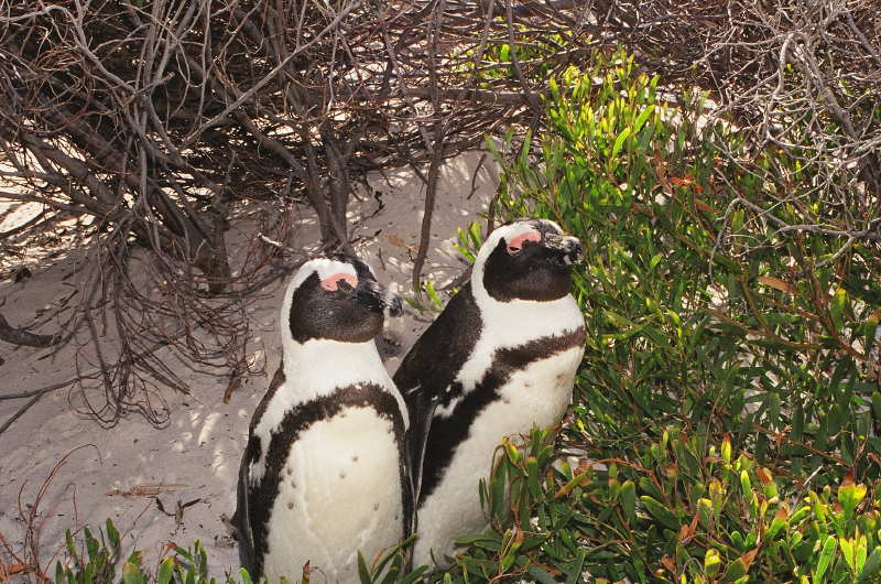 Penguins