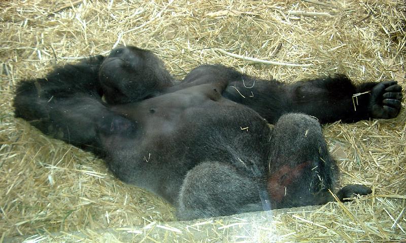 IMGP4939.JPG - The Gorilla having a snooze