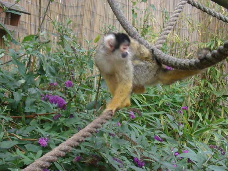 IMGP4950.JPG - Spider Monkey Garden
