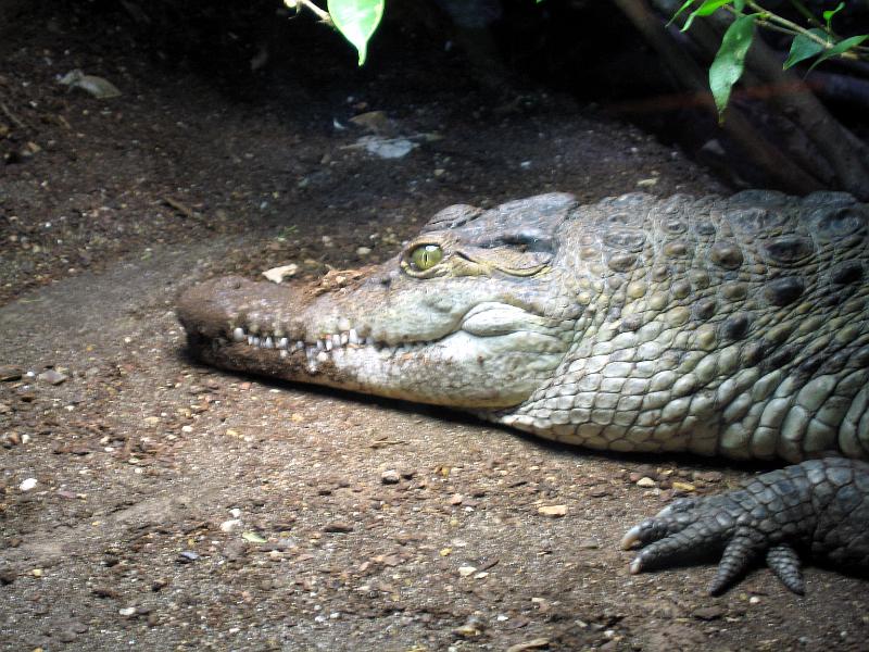 IMG_5781.jpg - A crocodile