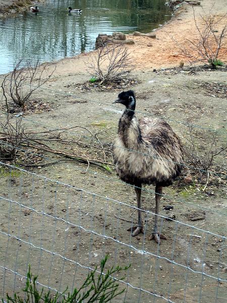 IMG_5794.jpg - An Ostrich