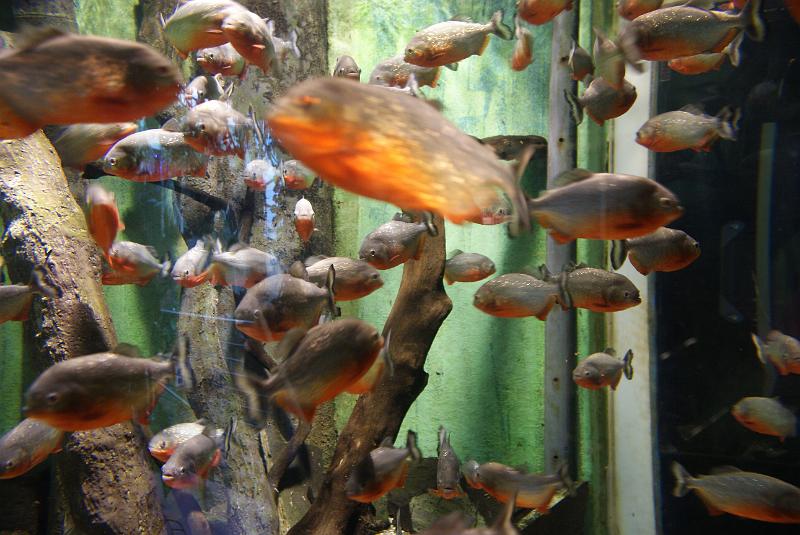 DSC05488.JPG - Inside the Aquarium