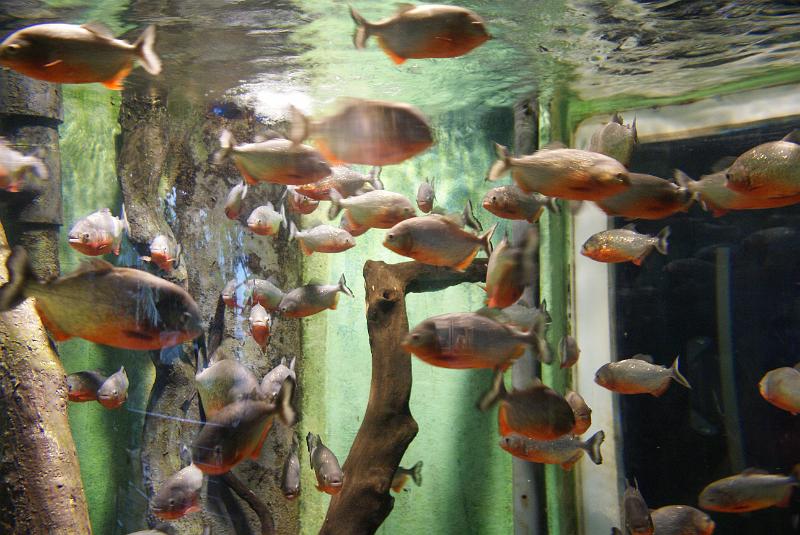 DSC05489.JPG - Inside the Aquarium