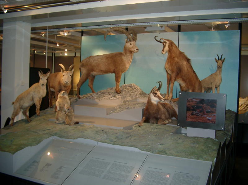 Alpine Museum