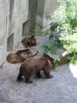 Bear Pit