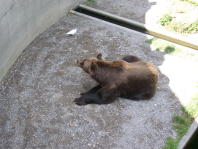 Bear Pit