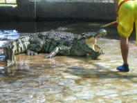 Jake the Crocodile
